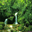 SaversPlanet Cascade Screensaver Icon